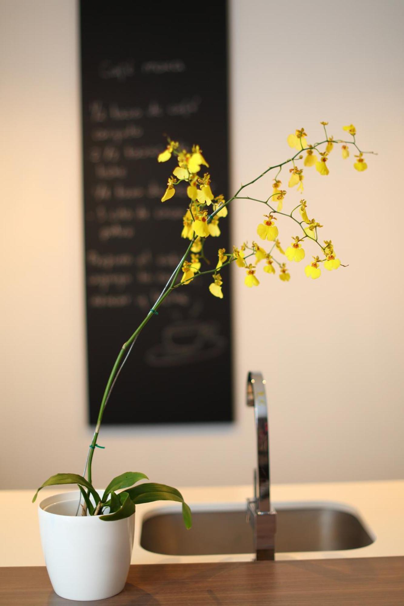 Sites Hotel Медельин Экстерьер фото A yellow orchid